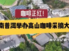 咖啡正红！云南普洱举办高山咖啡采摘大赛